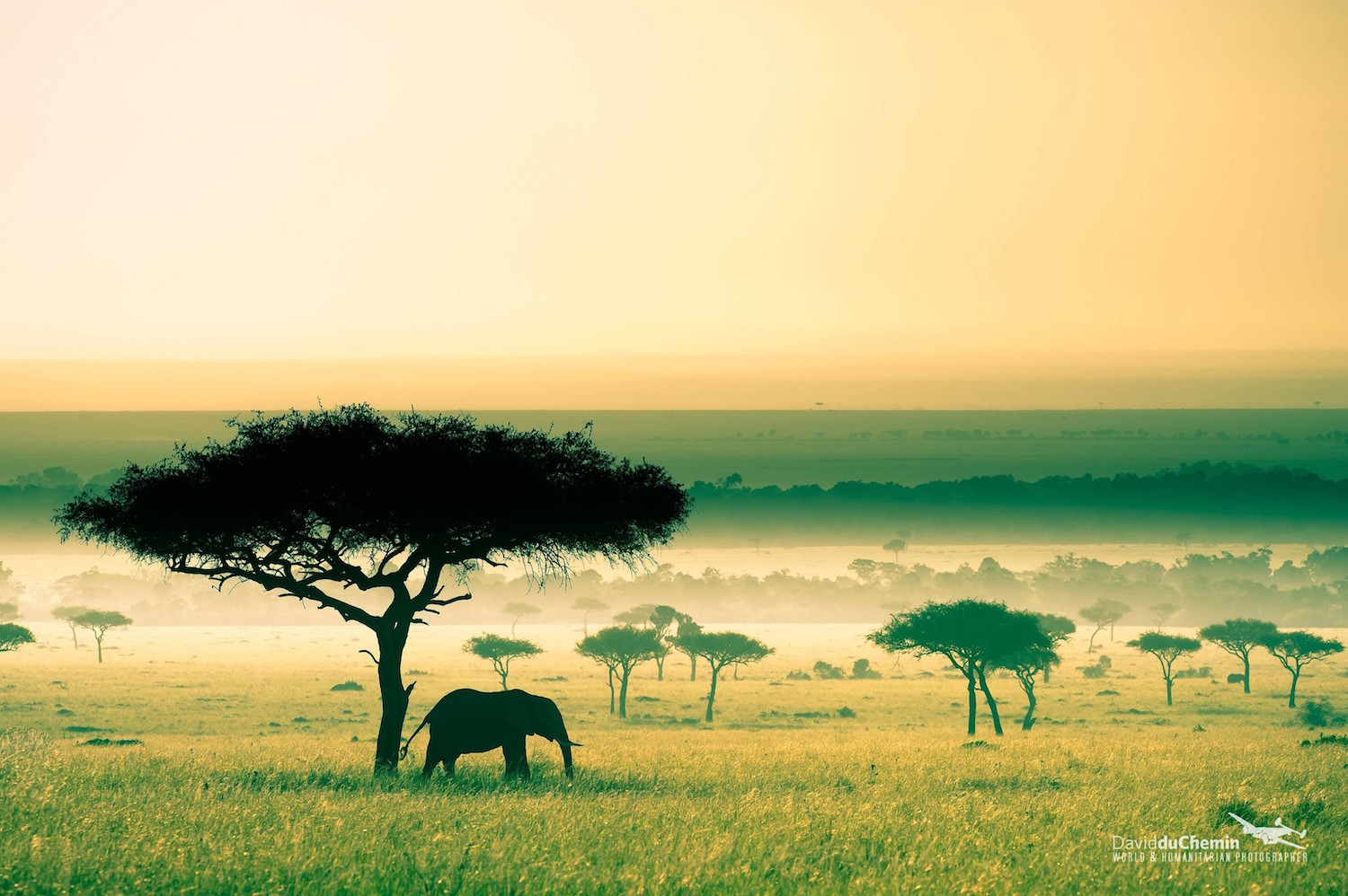 Savane au Kenya