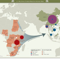 Afrique-Asie – Élephants : trafic d’ivoire