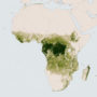 Africa – Forests (tree height in 2014)