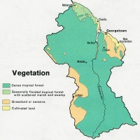 Guyana – vegetation